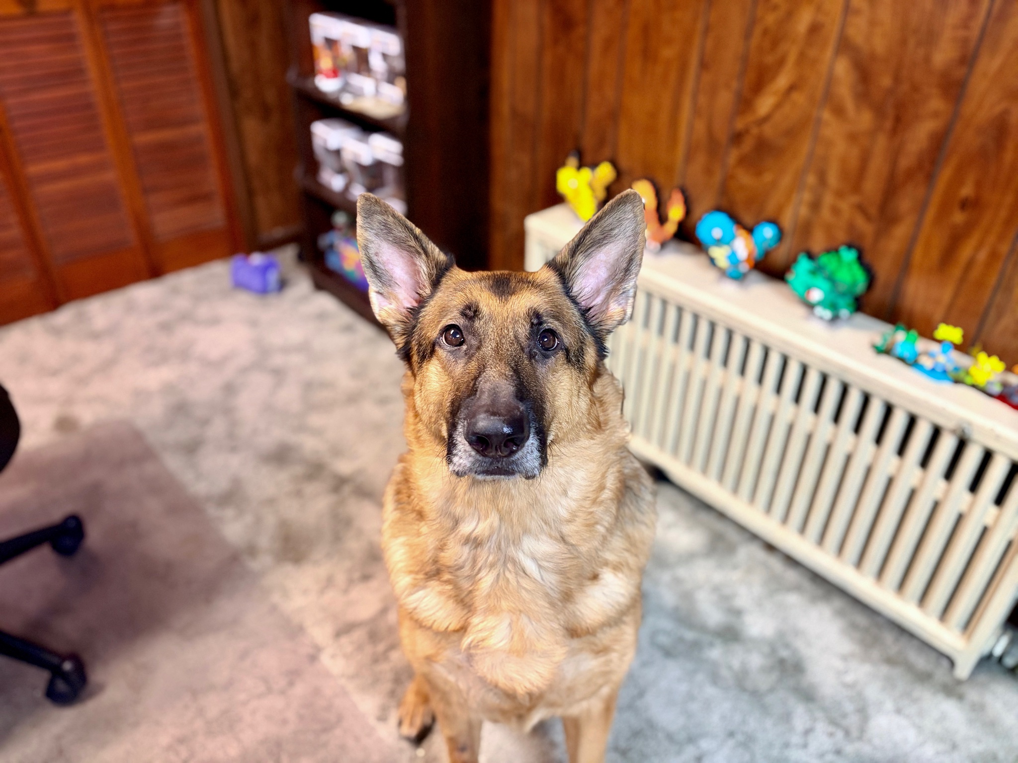Moose waiting for a treat. Shot with my iPhone Air.